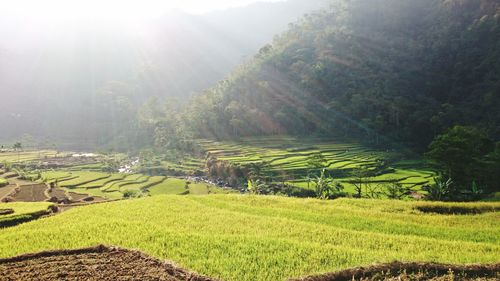 Scenic view of agricultural field against sky