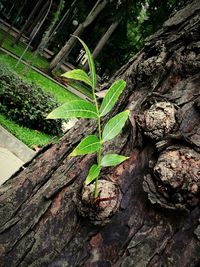 Close-up of plant growing on tree trunk