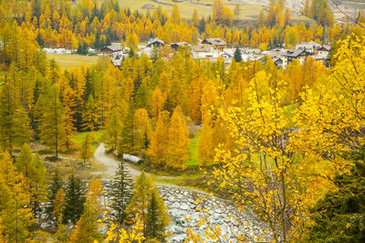 Scenic view of forest during autumn