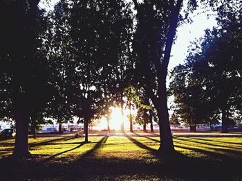 Sun shining through trees