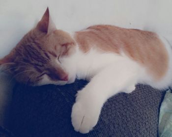 Cat resting on tiled floor