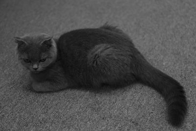 High angle portrait of cat relaxing on rug