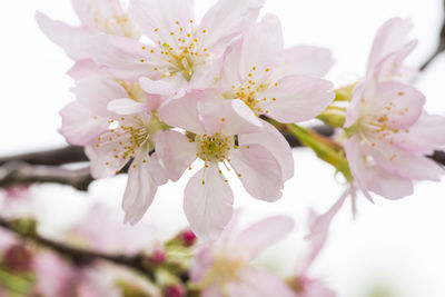 Close-up of cherry blossoms