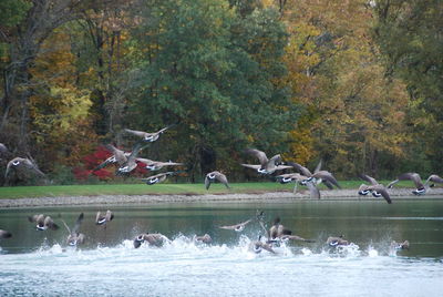 Birds flying over lake with trees in background