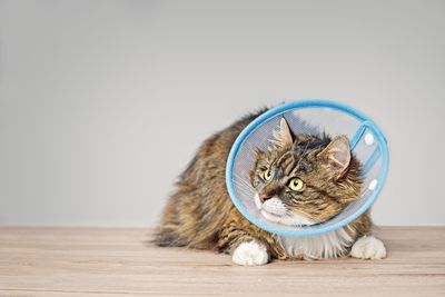 Sick maine coon cat with a pet cone looking anxiously sideways.
