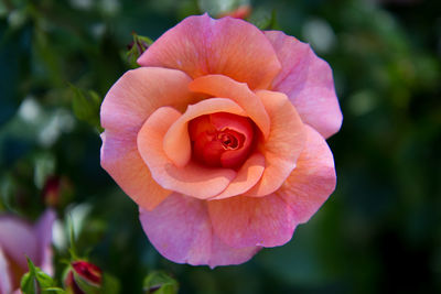 Close-up of flower