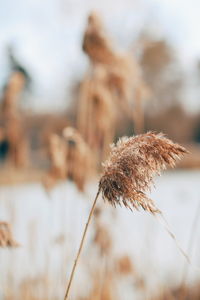 Close-up of dried plant