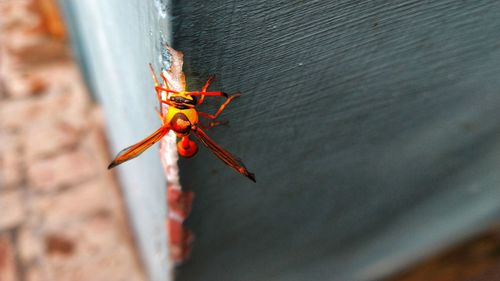 Close-up of insect