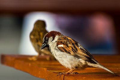 Close-up of bird perching outdoors