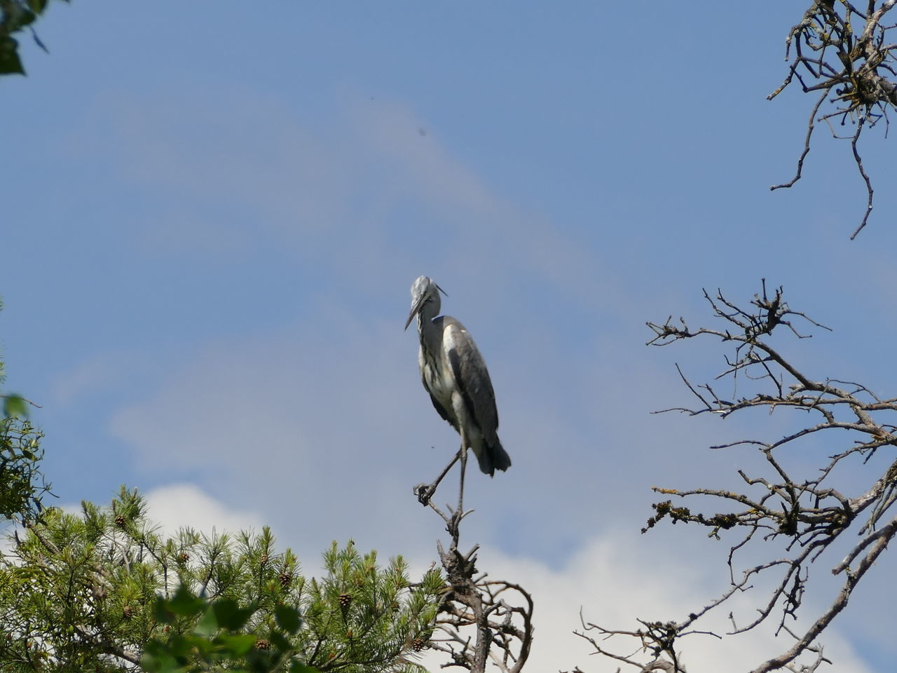 LOW ANGLE VIEW OF BIRD PERCHING ON PLANT