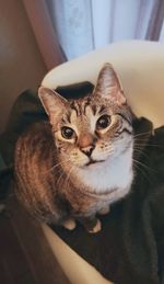 Close-up portrait of tabby cat at home