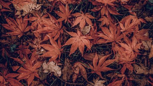 High angle view of autumn leaves