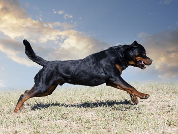 Dog running on field