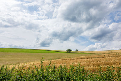 Scenic view of agricultural field against sky