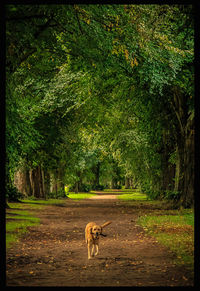 Dog on footpath amidst trees on field