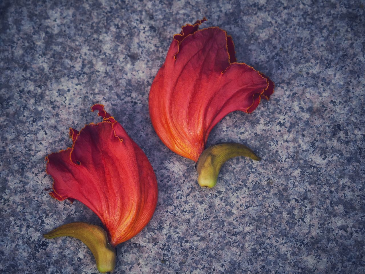 HIGH ANGLE VIEW OF RED ROSE ON FLOOR