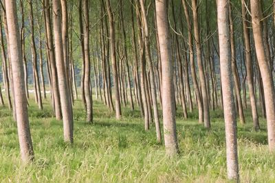 Trees in forest