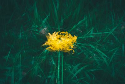 Close-up of yellow flower blooming in field