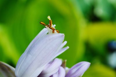 Close-up of insect on flower