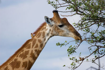 Giraffe eating leaves in kruger national park