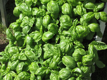 High angle view of vegetables at market stall