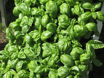 Basil plant herb garden as background . view from above . italian pesto ingredient