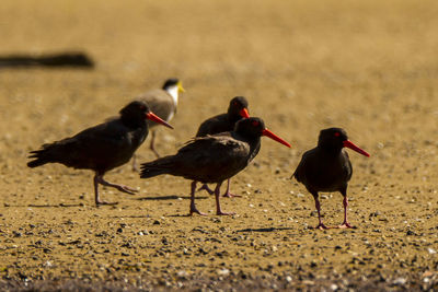 Birds on the beach