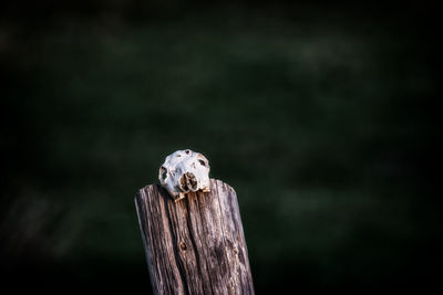 Close-up of lizard on tree stump