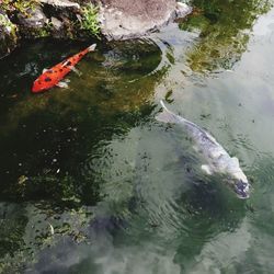 High angle view of koi carps in lake