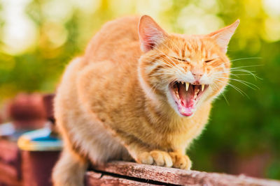 Close-up of cat yawning