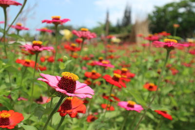 Close-up of pink flowering plants on field