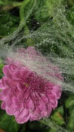 Close-up of pink flower