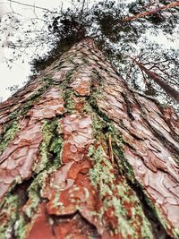 Close-up of tree trunk
