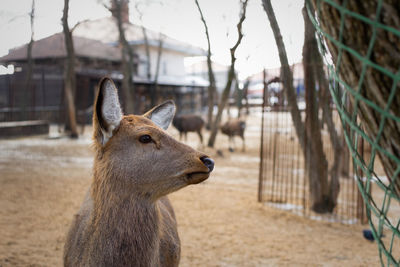 Close-up of deer looking away