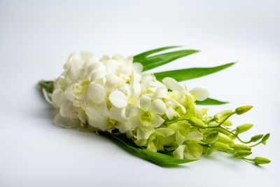 Close-up of green plant against white background