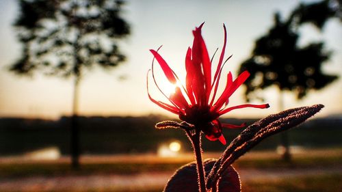 Close-up of red cactus flower against sky