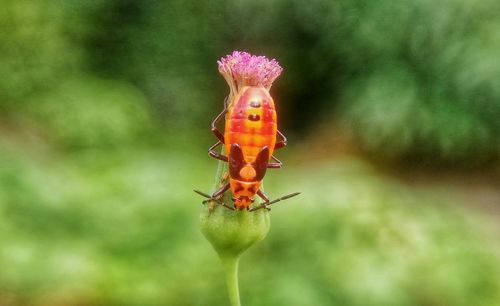 Close-up of insect on flower