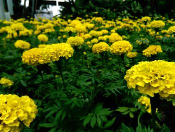 Close-up of yellow marigold flowers blooming outdoors