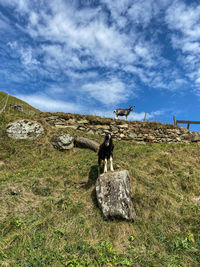 View of an animal on rock