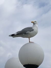 Seagull perching on wooden post against sky