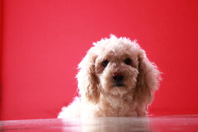 Close-up portrait of dog