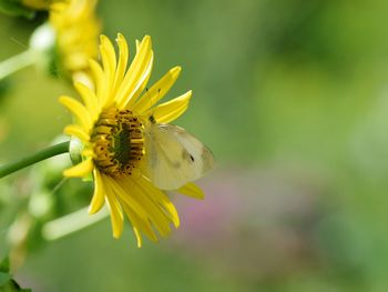 Close-up of insect on yellow flower