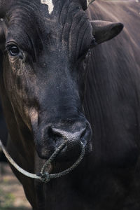 Close-up portrait of a horse