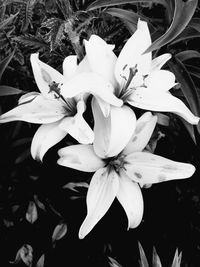 Close-up of white flower blooming outdoors