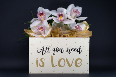 Close-up of white roses against black background