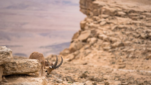 Local itching ibex, right by the edge of the cliff, mitzpe ramon, israel.