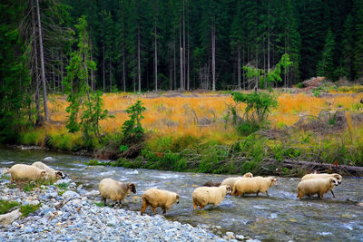 Flock of sheep crossing stream in forest