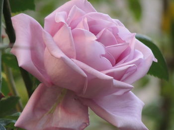 Close-up of pink rose blooming outdoors