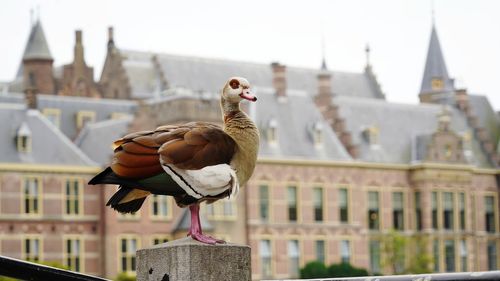 Close-up of bird in city