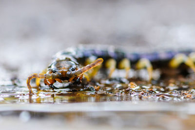 Close-up of caterpillar on a surface
